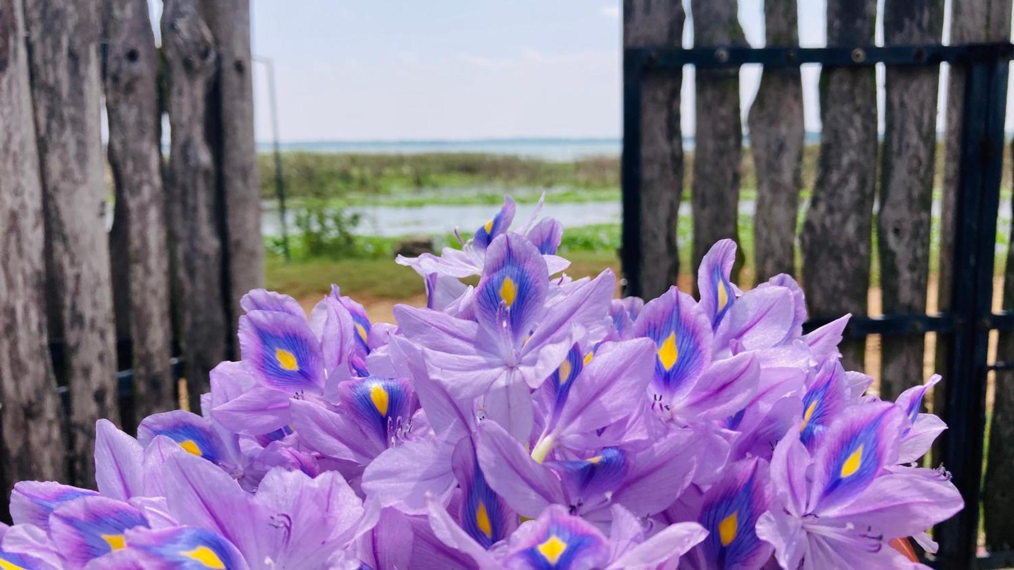 Lake Ibis Тиссамахарама Экстерьер фото